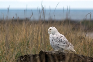 Snowy Owl